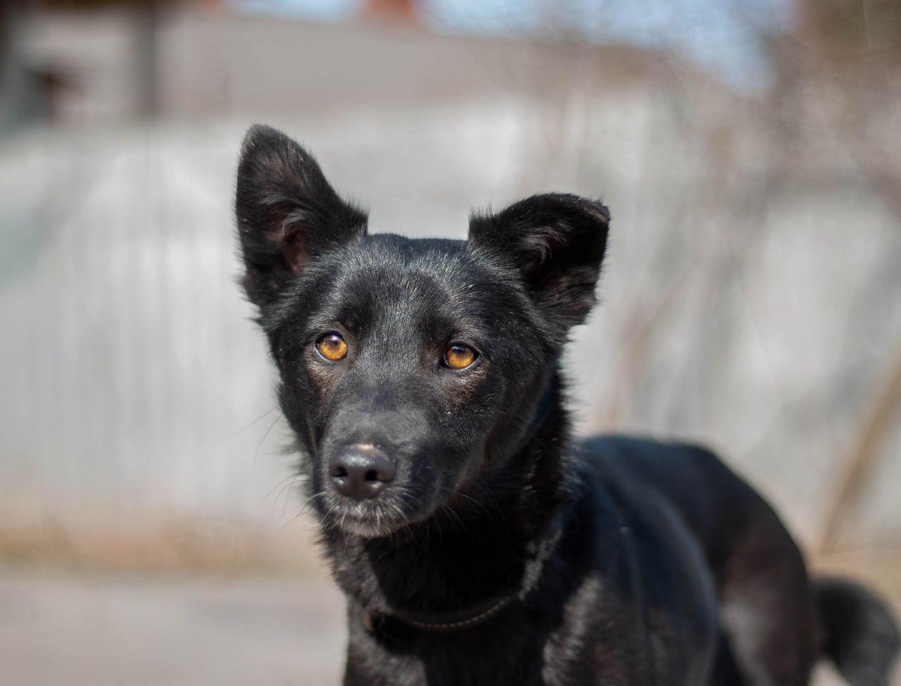 Chiens à adopter